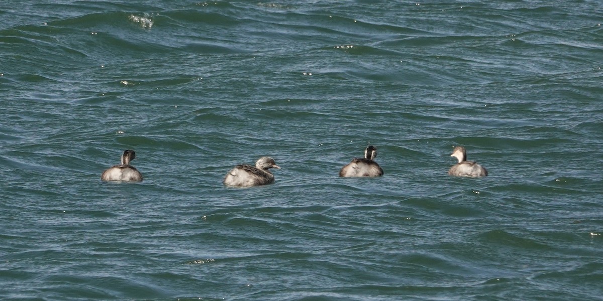 Hoary-headed Grebe - ML646401389