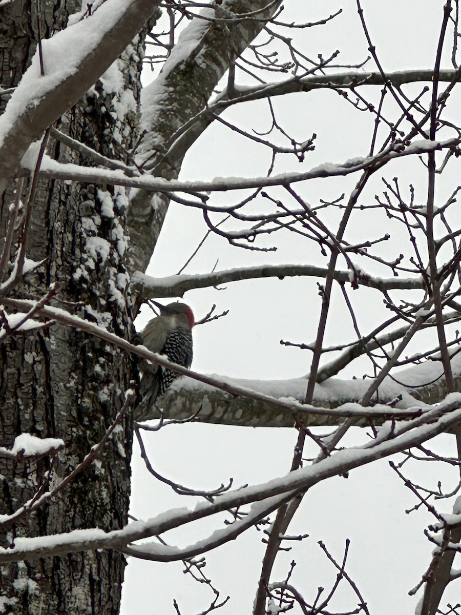 Red-bellied Woodpecker - ML646401391