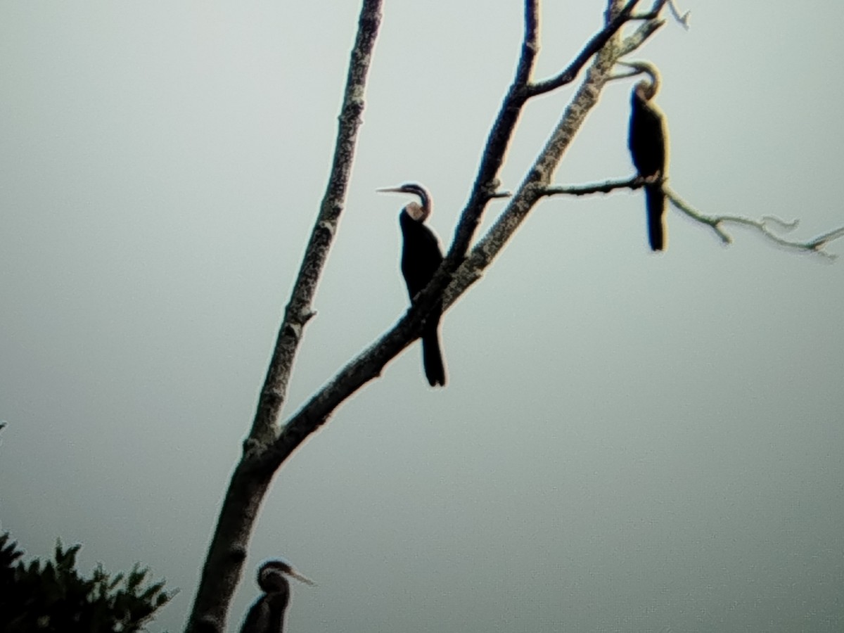Oriental Darter - ML646401392