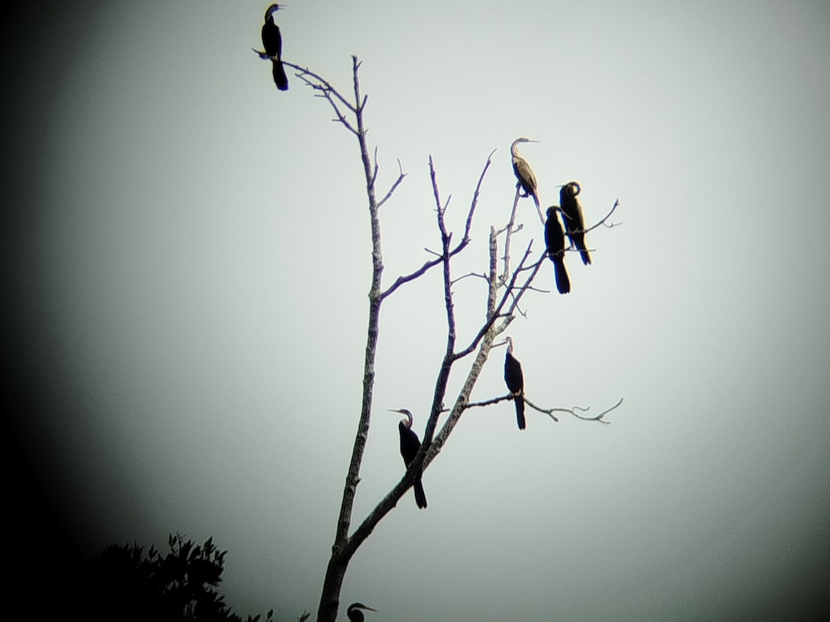 Oriental Darter - ML646401393