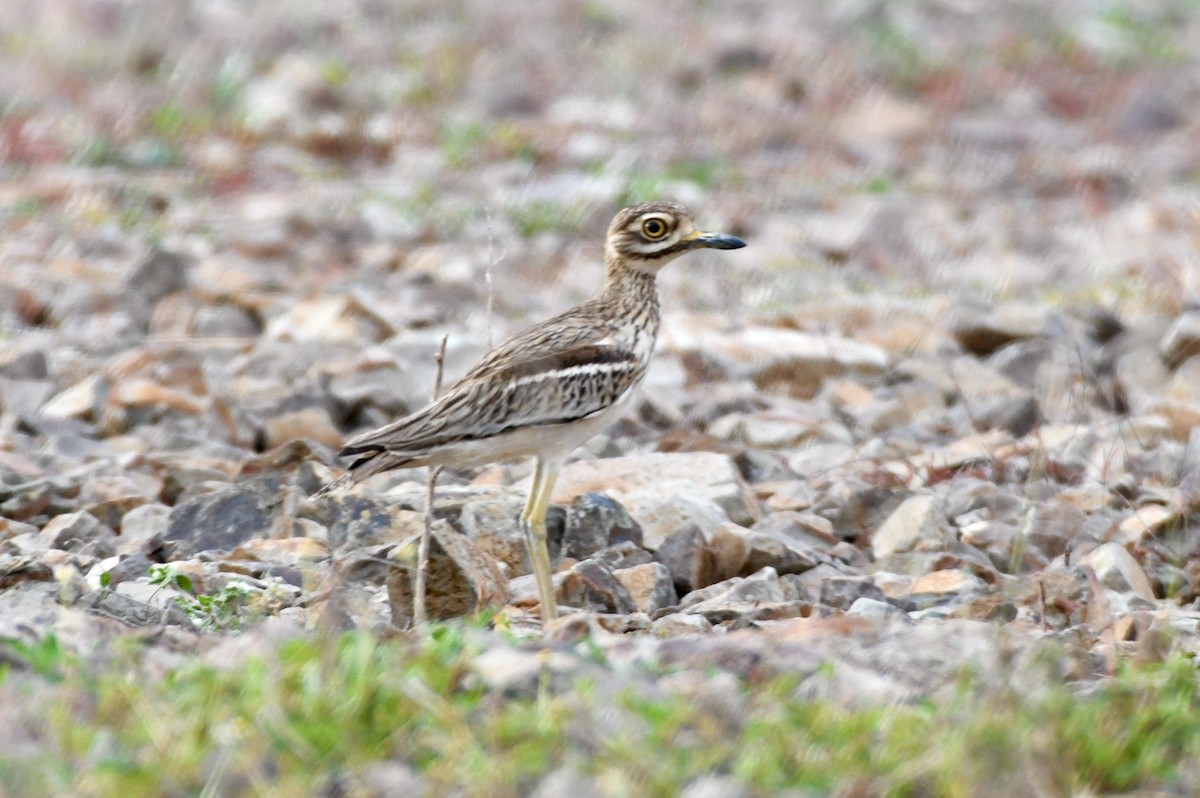 Indian Thick-knee - ML646401398