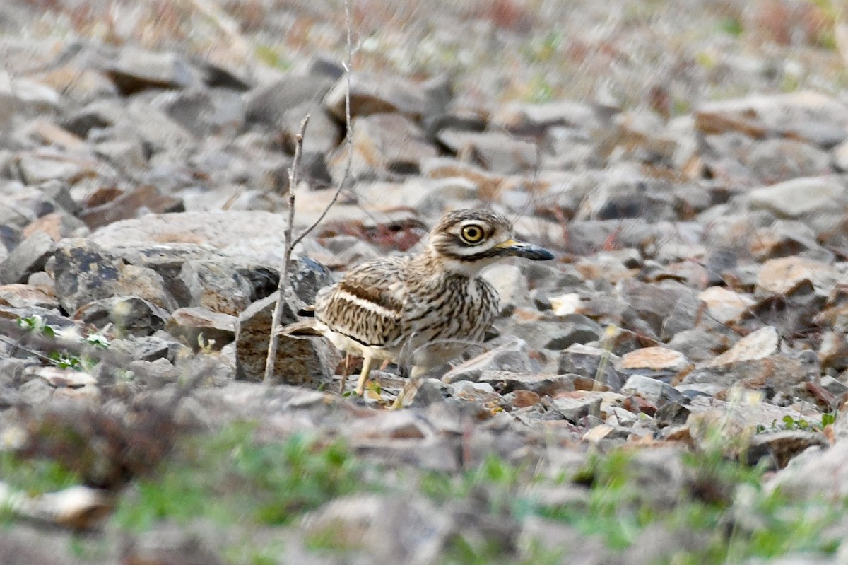 Indian Thick-knee - ML646401399