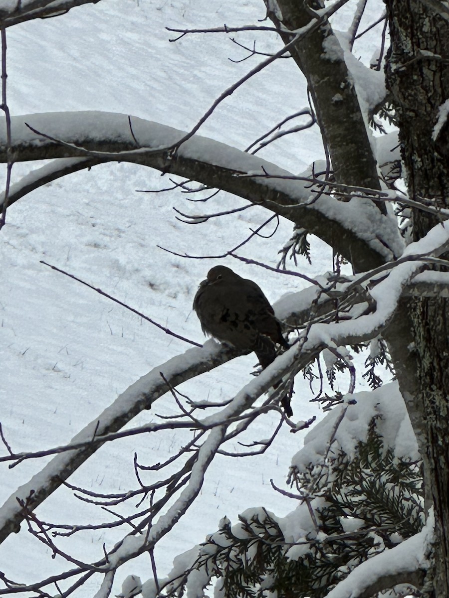 Mourning Dove - ML646401400