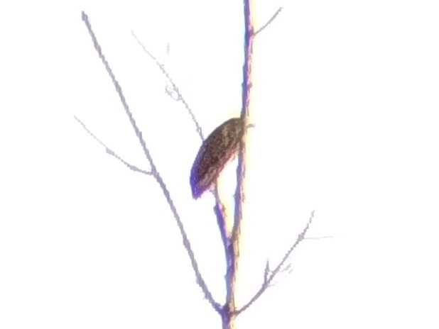 Nankeen Night Heron - ML646401401