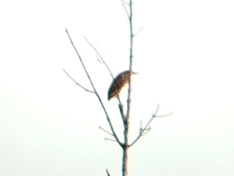 Nankeen Night Heron - ML646401402