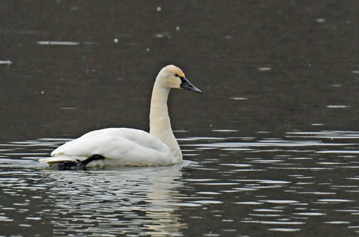 Tundra Swan - ML646401403