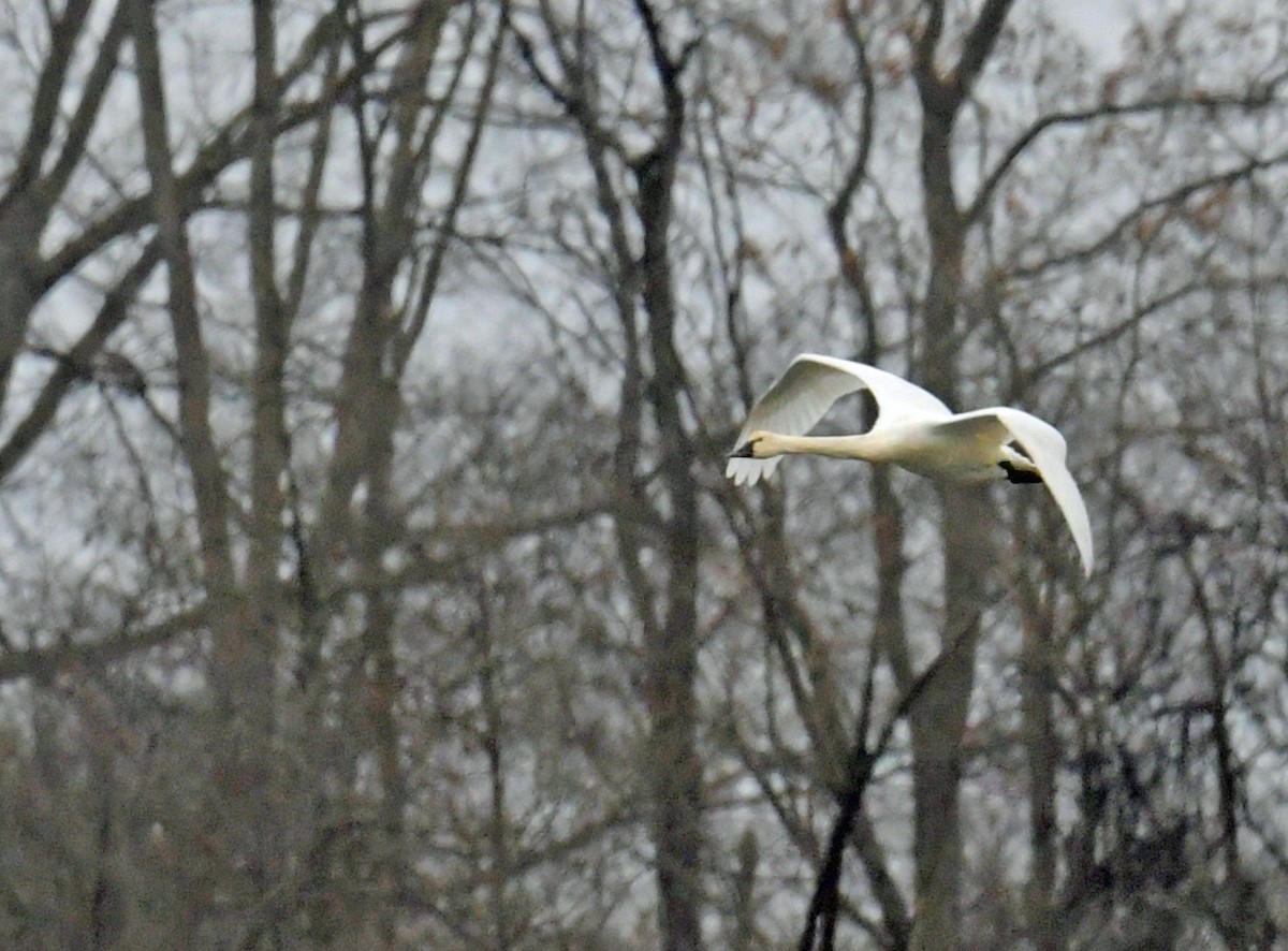Tundra Swan - ML646401404