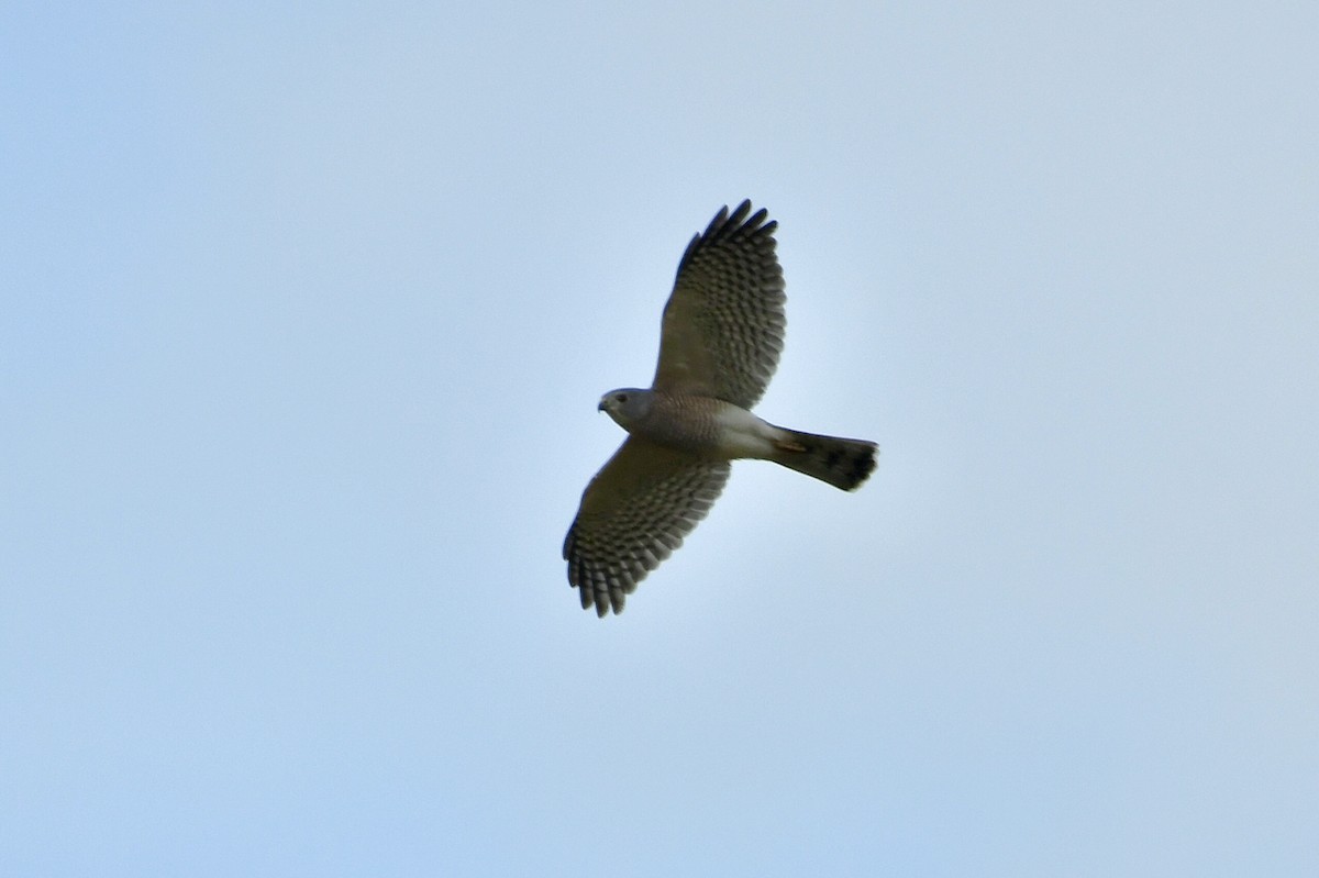 Shikra - ML646401405