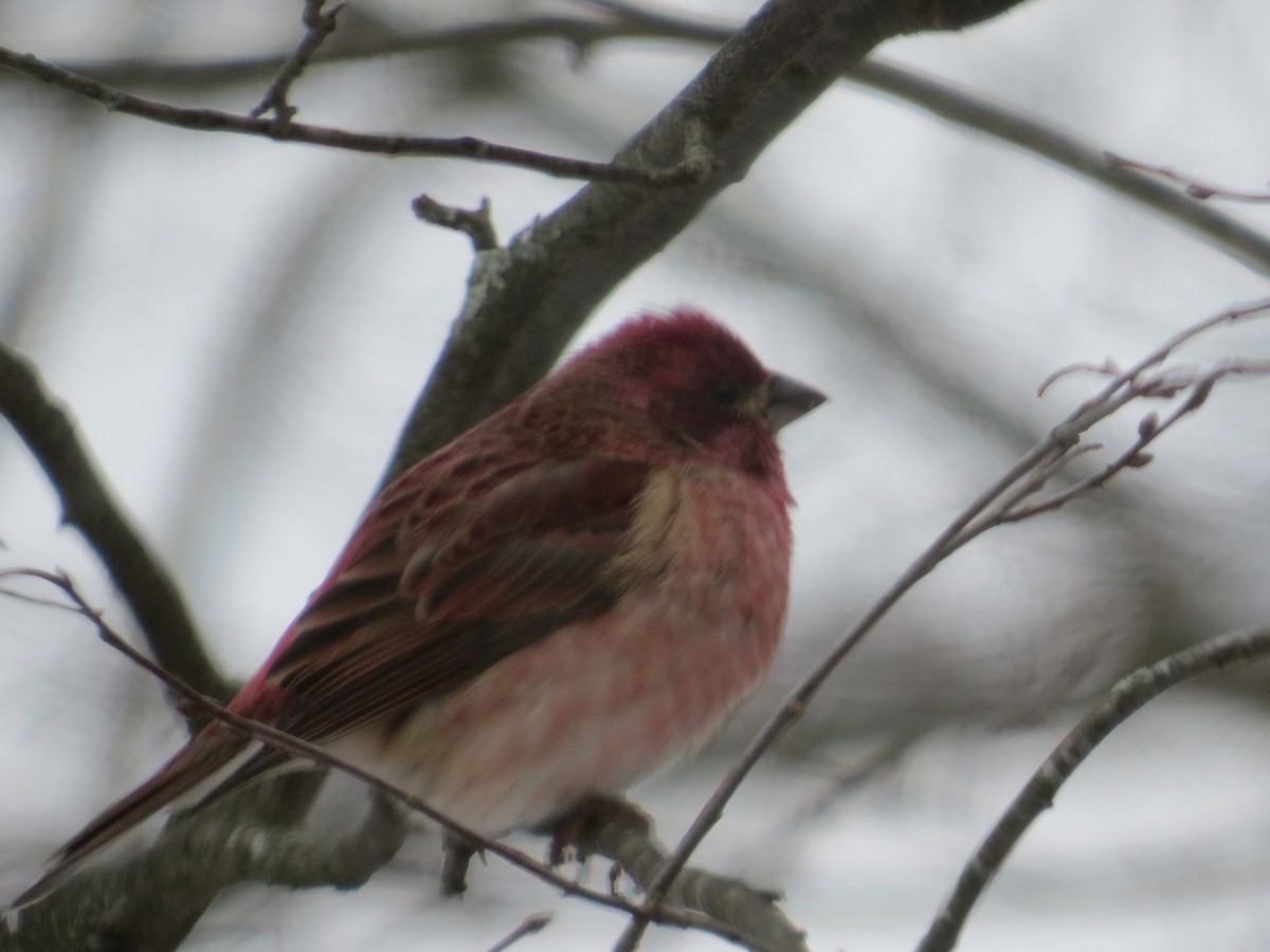 Purple Finch - ML646401406
