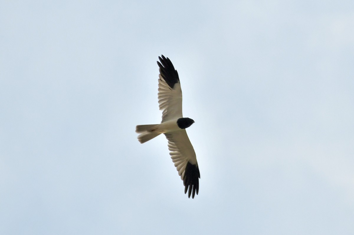 Pied Harrier - ML646401407