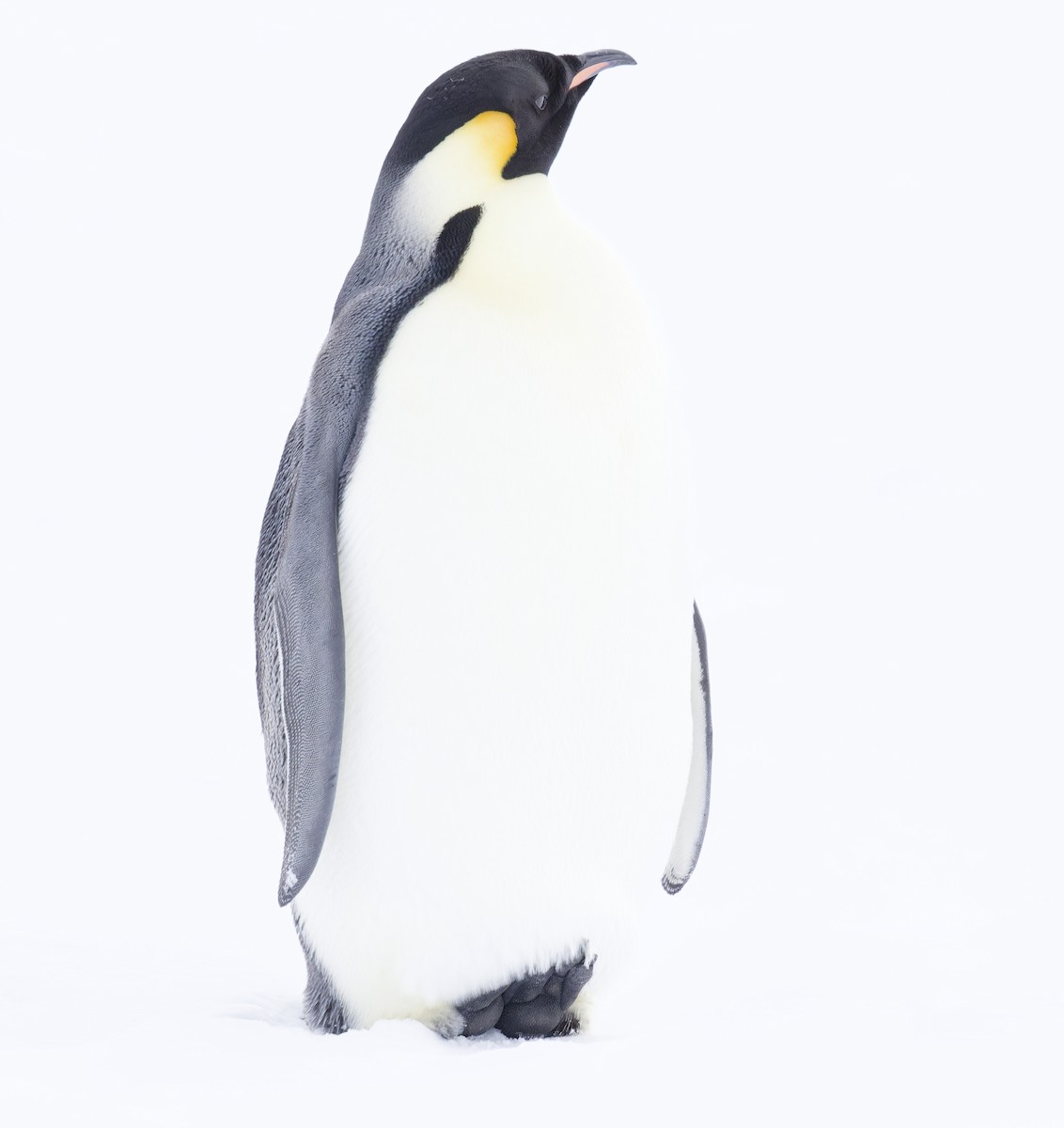 Emperor Penguin - ML646401408