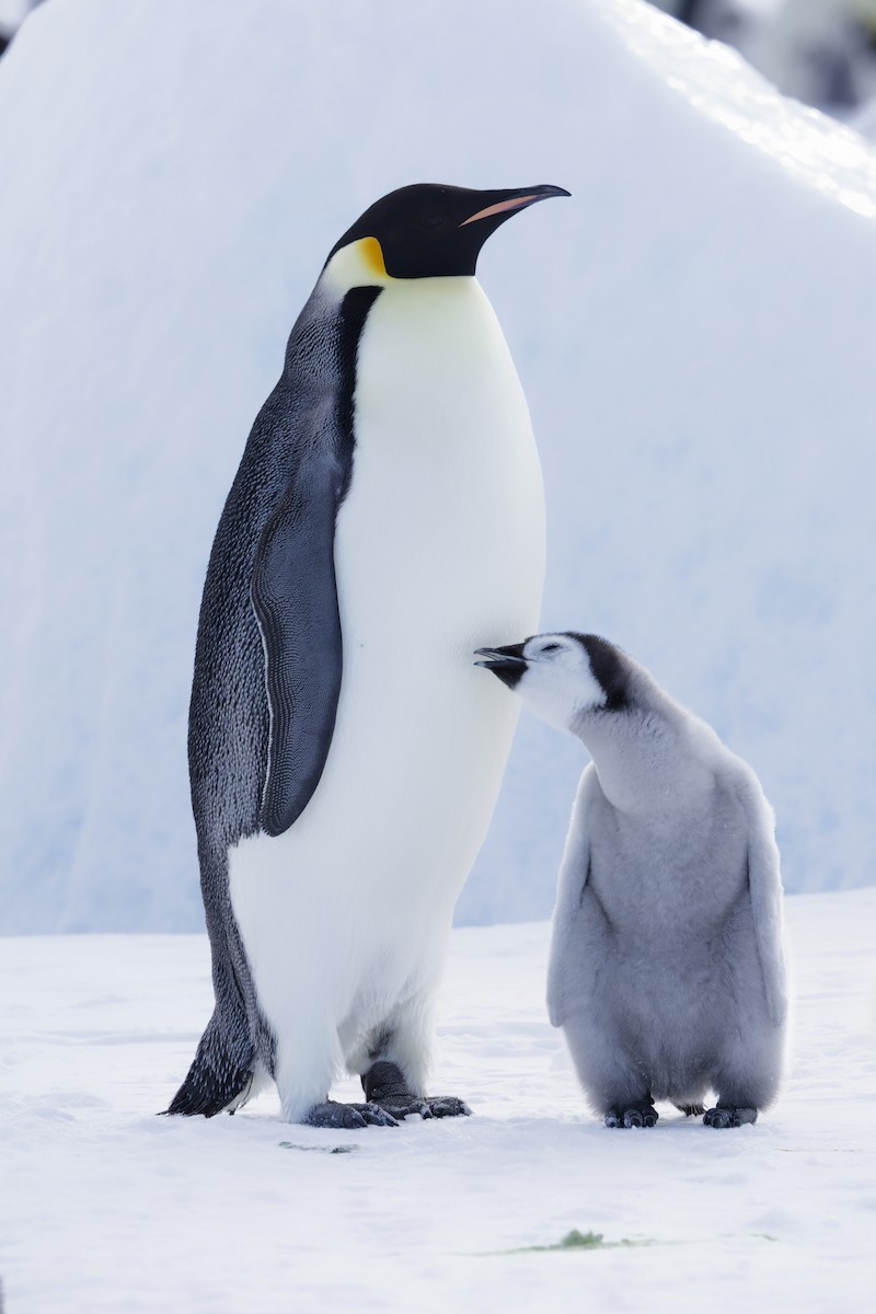 Emperor Penguin - ML646401409
