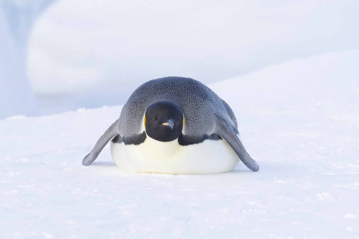 keiserpingvin - ML646401410