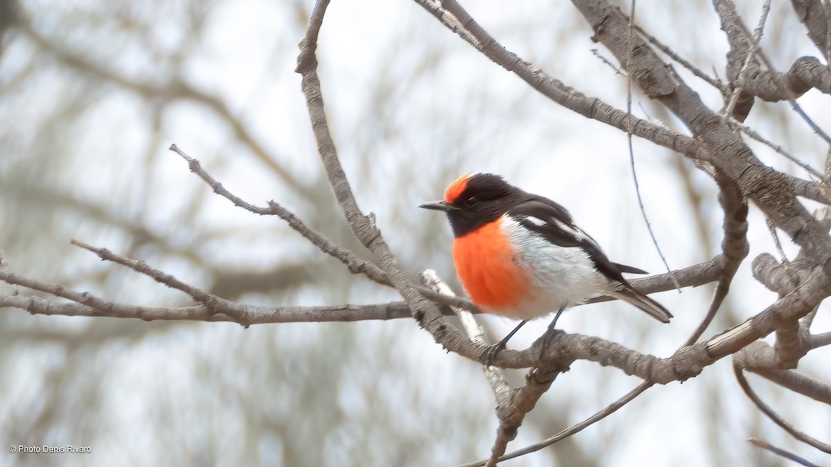 Red-capped Robin - ML646401411