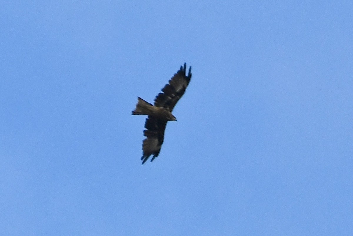 Black Kite (Black-eared) - ML646401412