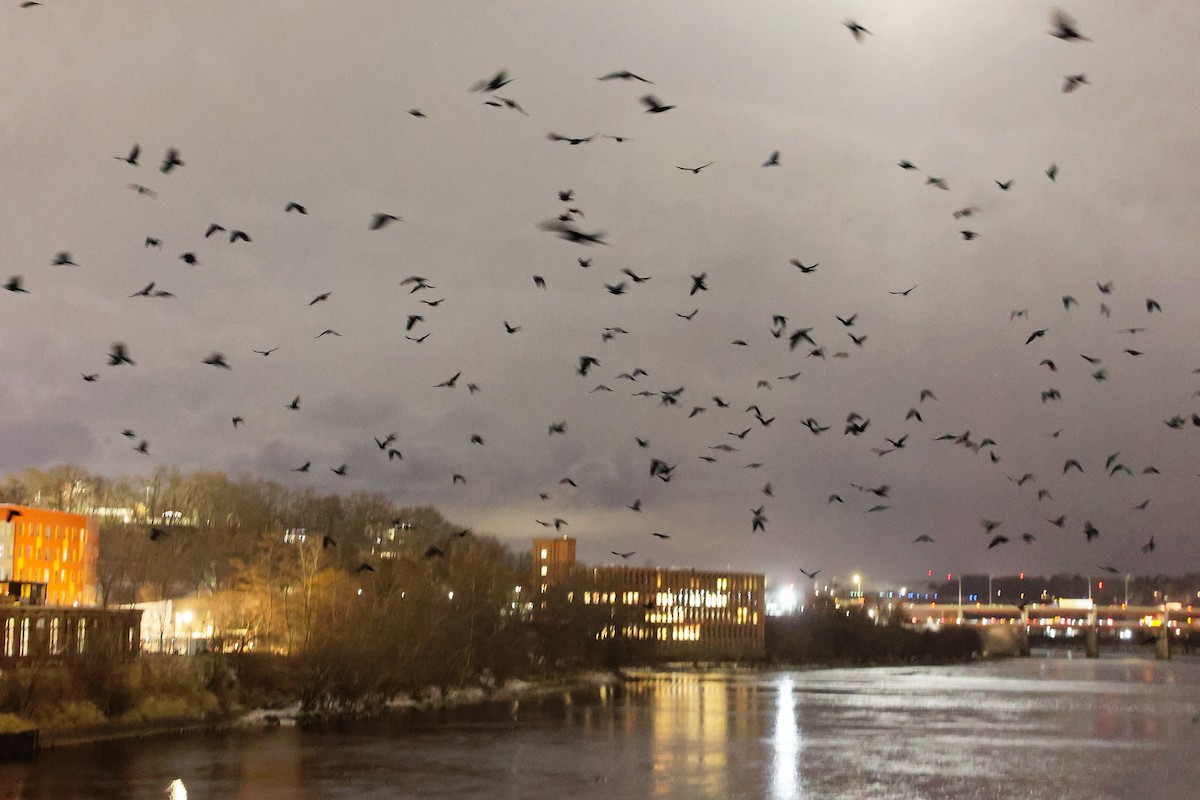 American Crow - ML646401416