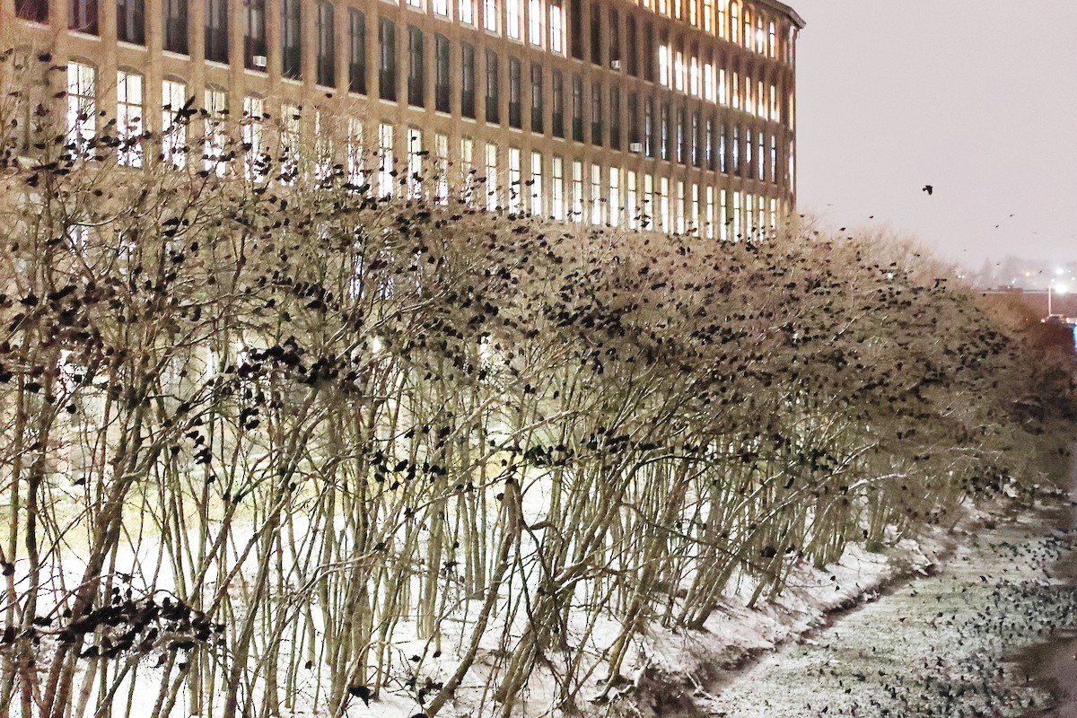 American Crow - ML646401417