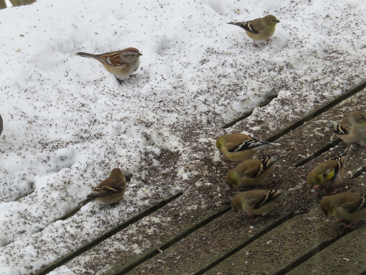 American Goldfinch - ML646401420