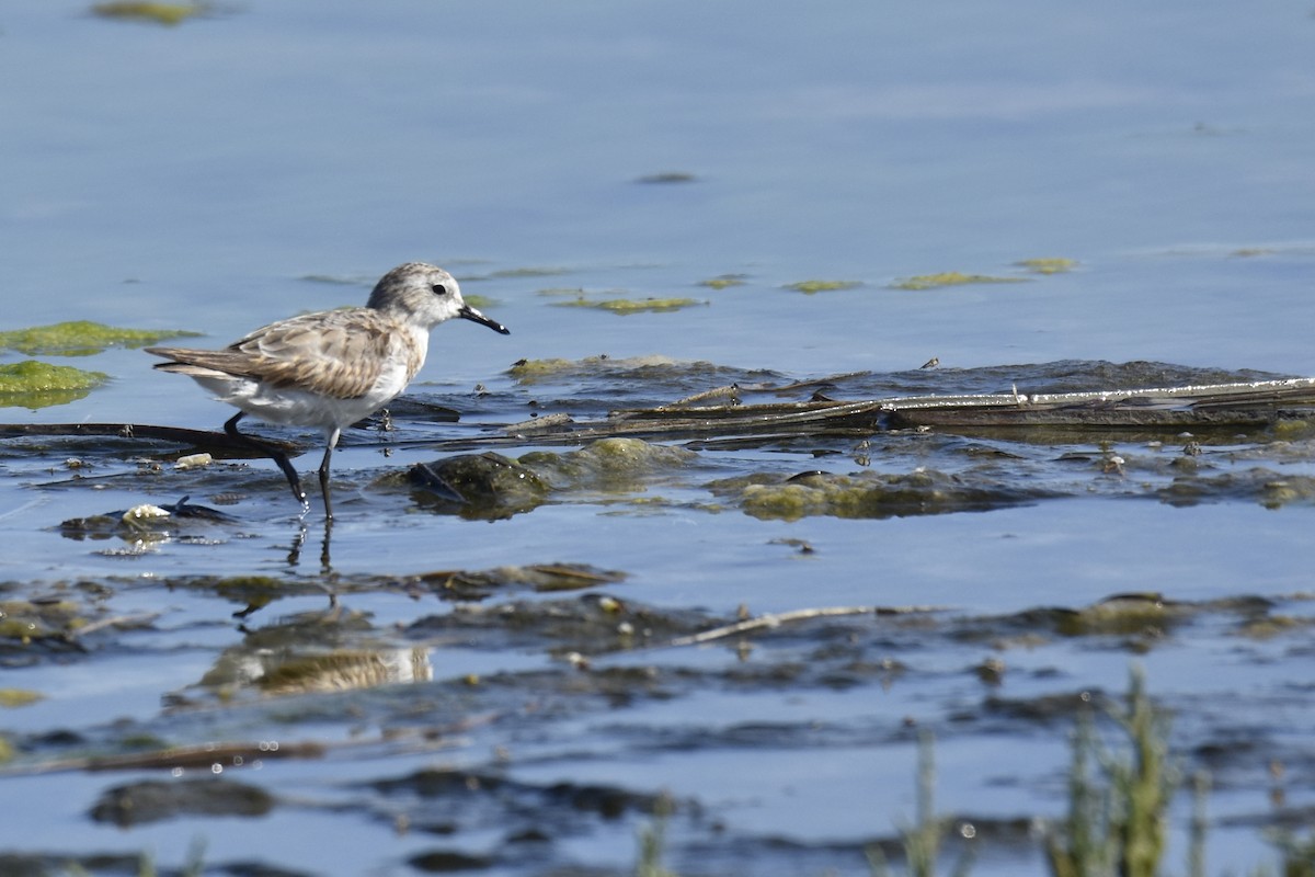 ヨーロッパトウネン - ML646401421