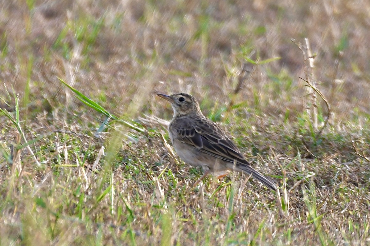 Richard's Pipit - ML646401428