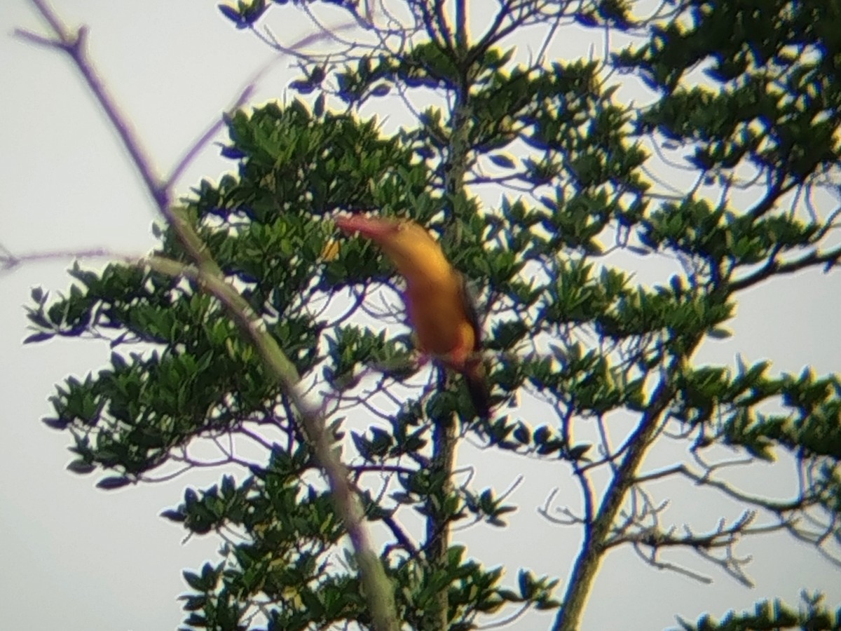 Stork-billed Kingfisher - ML646401433