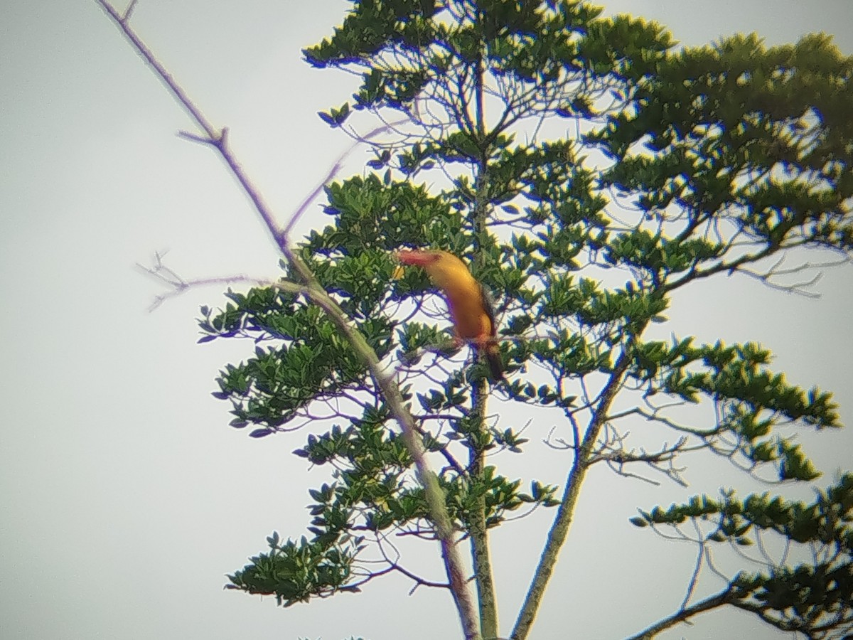 Stork-billed Kingfisher - ML646401434