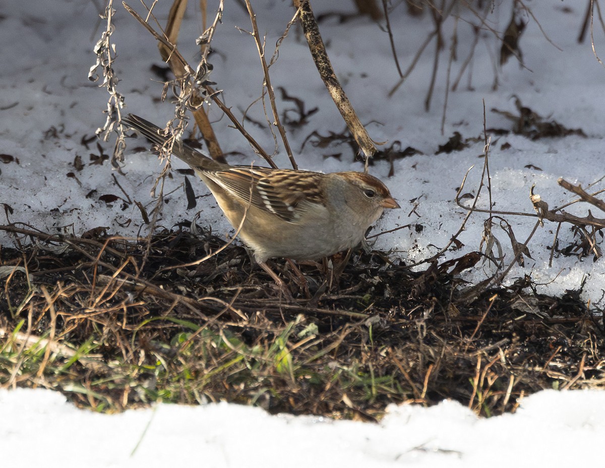 White-crowned Sparrow (leucophrys) - ML646401435