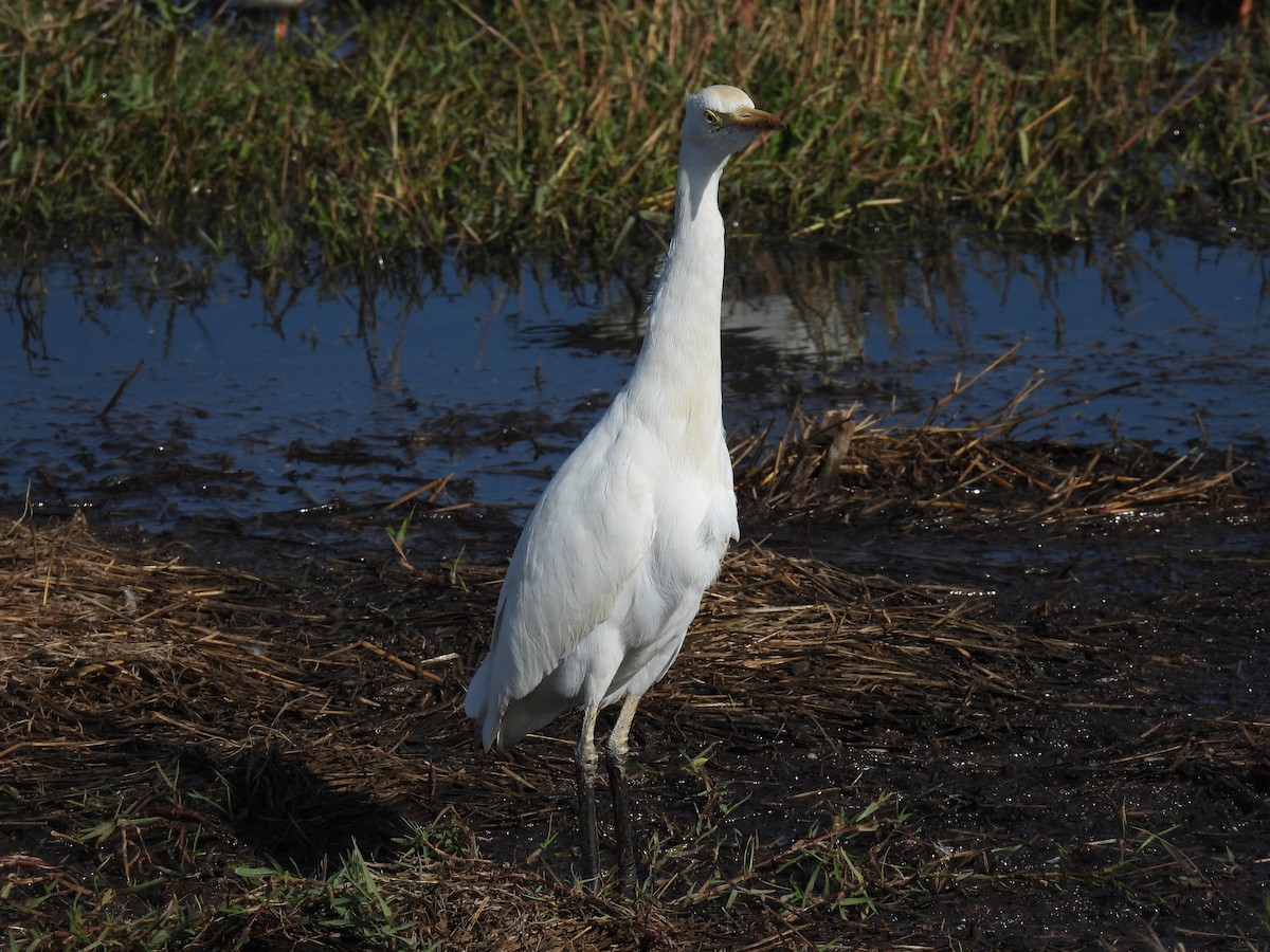 Western Cattle-Egret - ML646401436