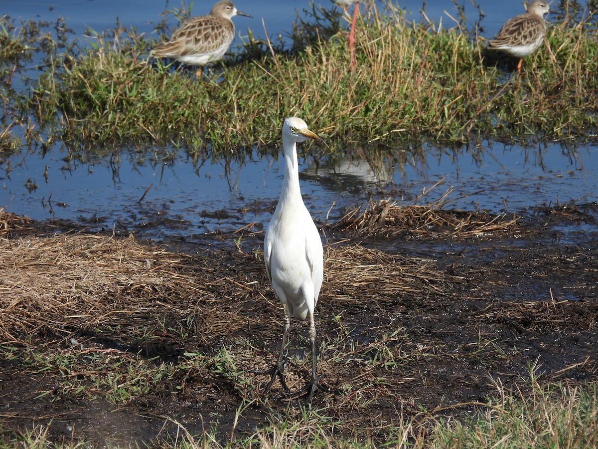 Western Cattle-Egret - ML646401437