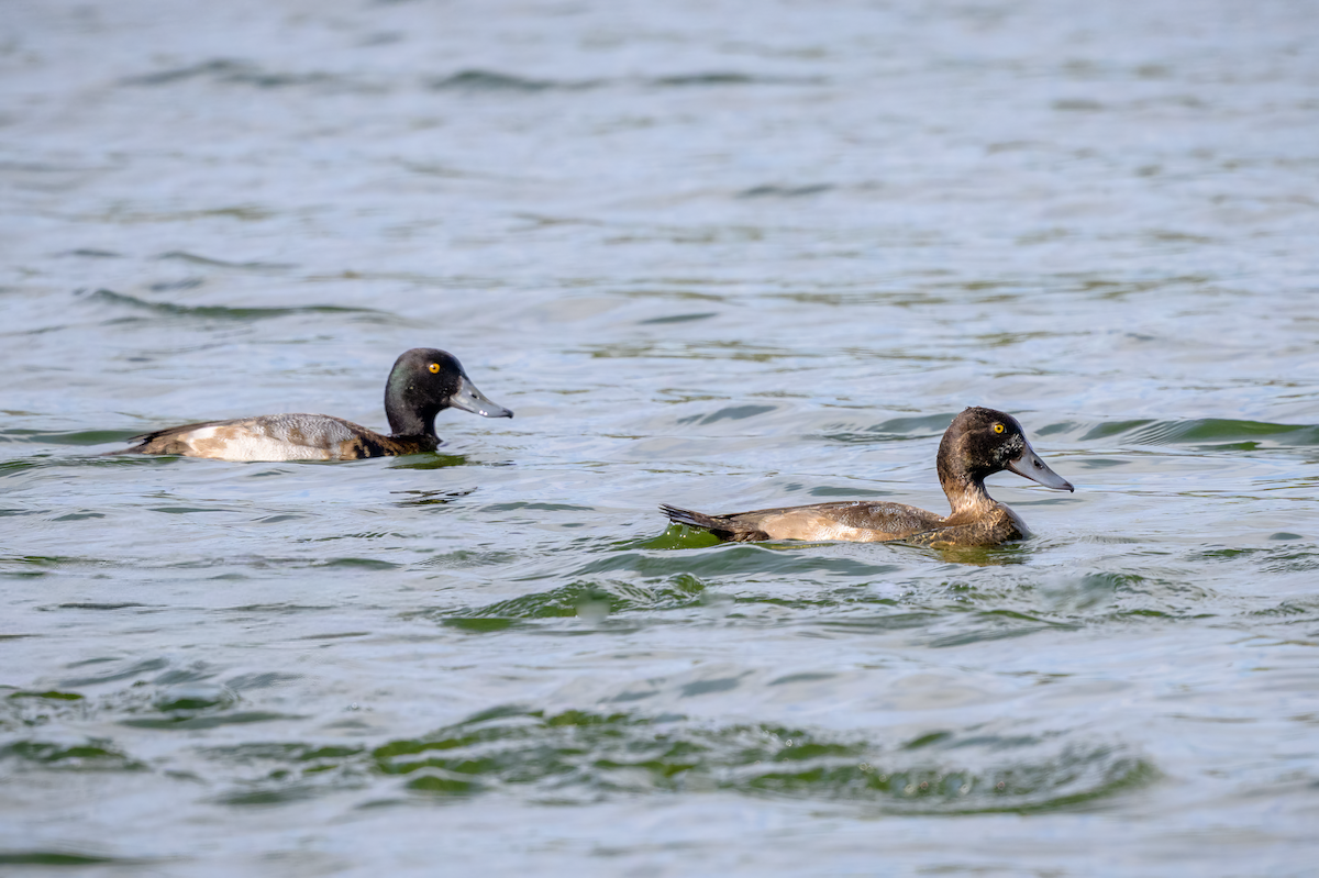 コスズガモ - ML646401438