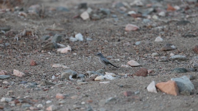 Blackstart - ML646401439