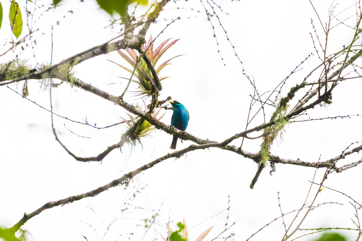 Green Honeycreeper - ML646401440