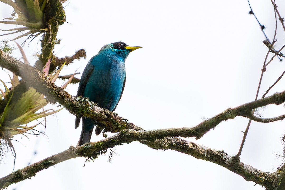 Green Honeycreeper - ML646401441