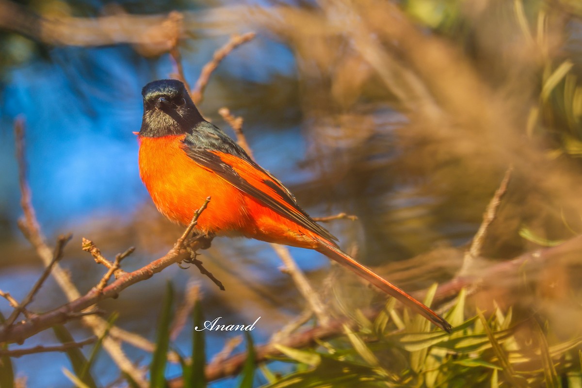 長尾山椒鳥 - ML646401442