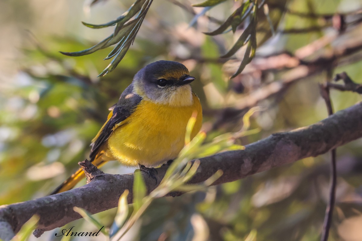 長尾山椒鳥 - ML646401443