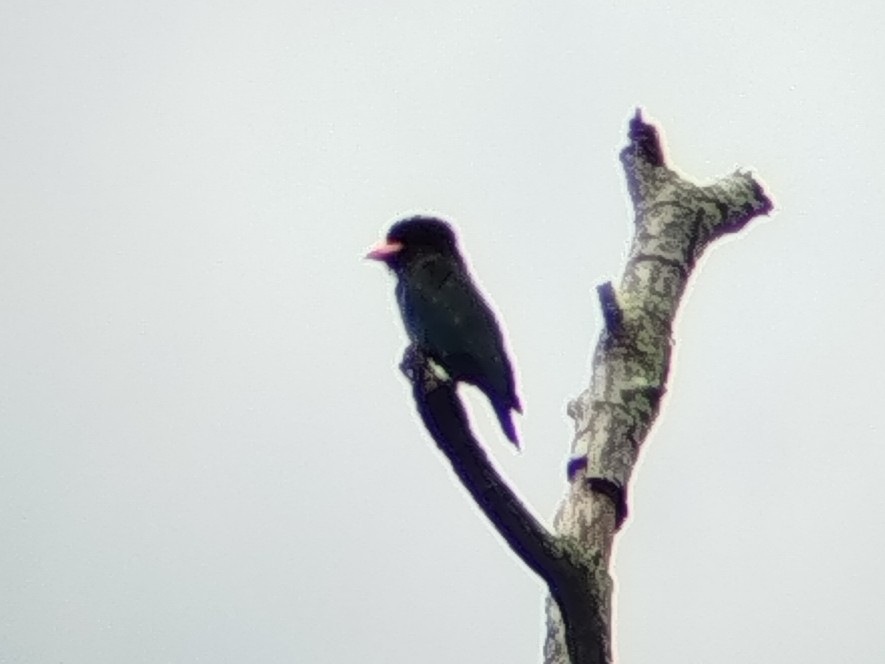 Dollarbird - ML646401445