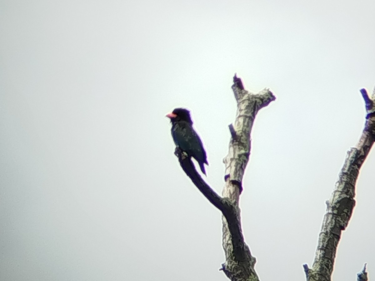 Dollarbird - ML646401446