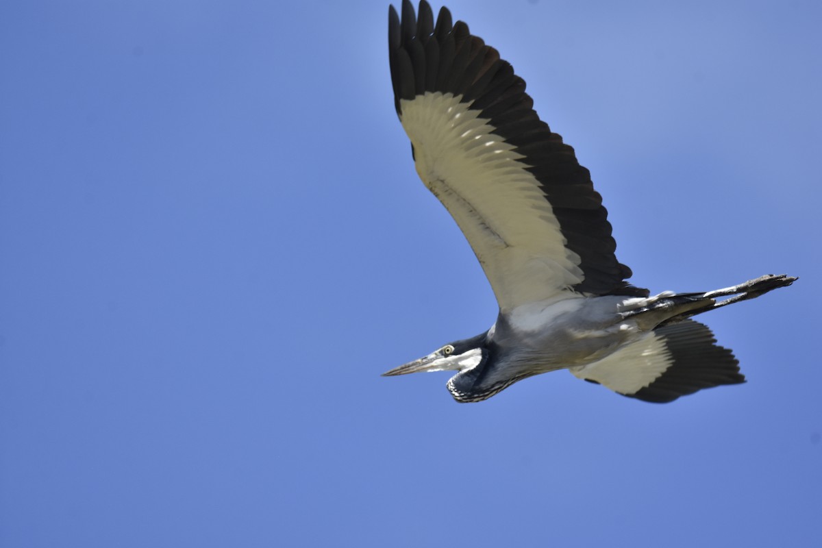 Black-headed Heron - ML646401448