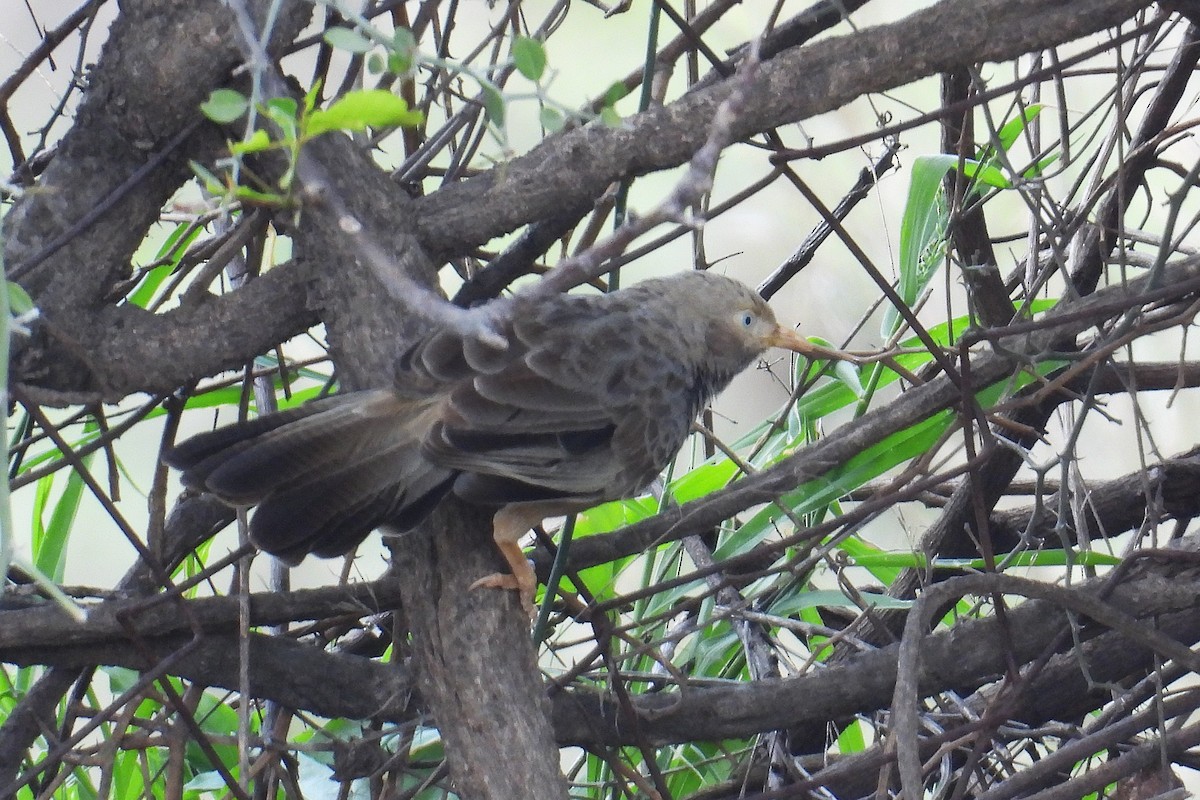 Yellow-billed Babbler - ML646401451