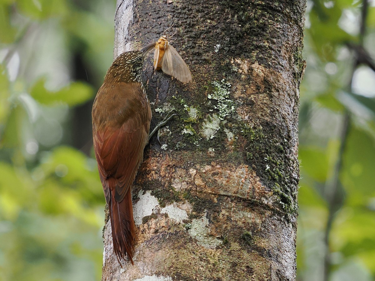 Dağ Tırmaşık - ML646401454