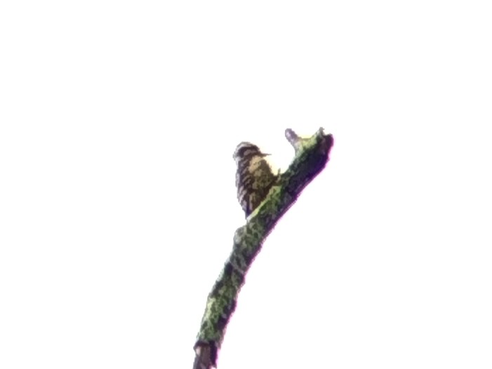 Gray-capped Pygmy Woodpecker - ML646401460
