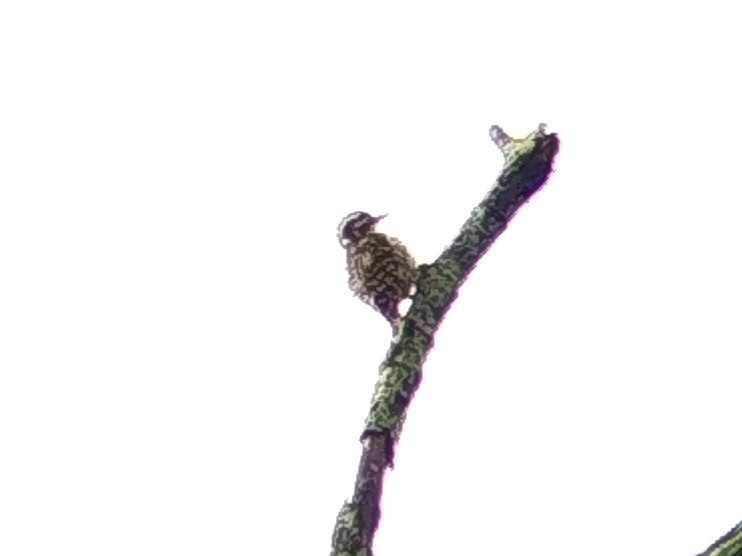 Gray-capped Pygmy Woodpecker - ML646401461