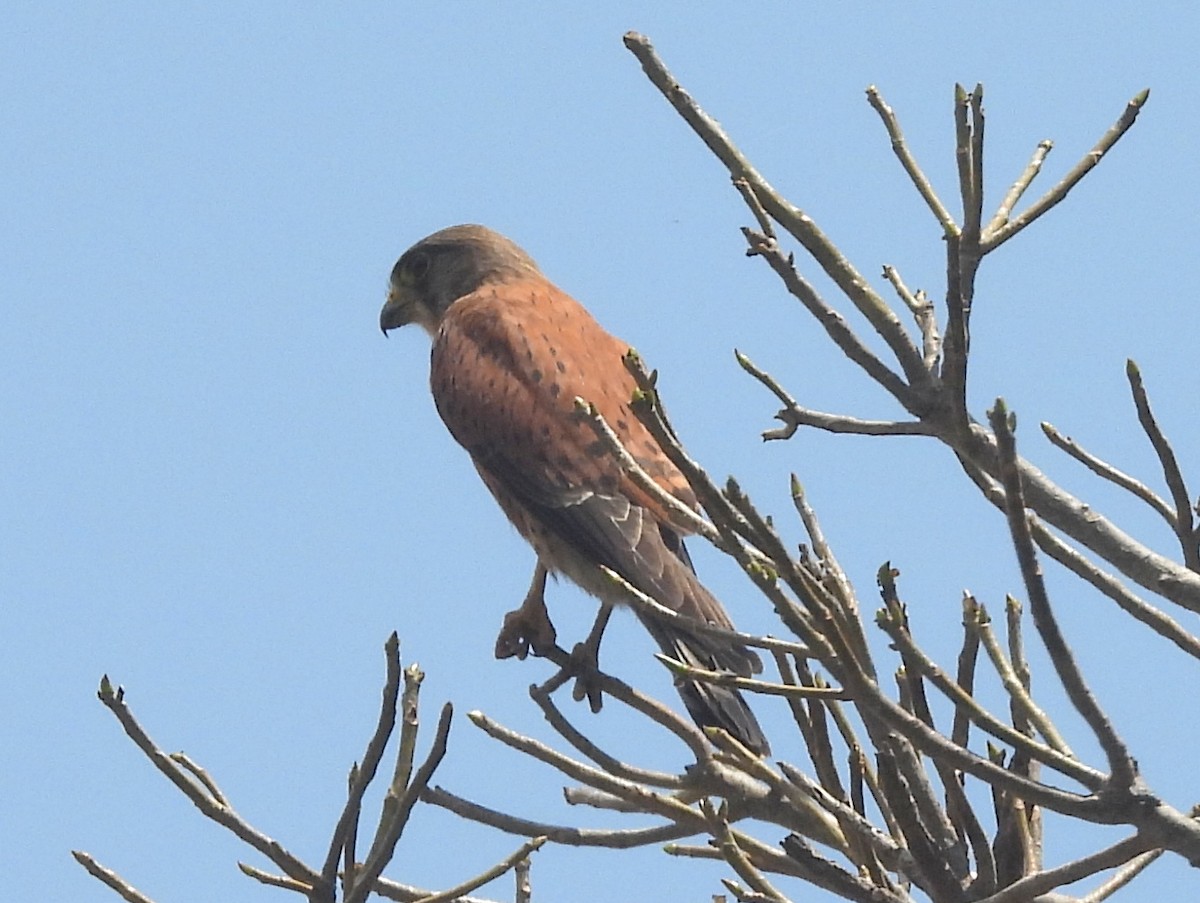 Malagasy Kestrel - ML646401462