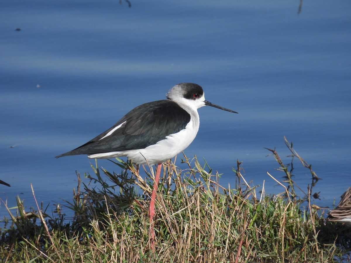 Black-winged Stilt - ML646401468