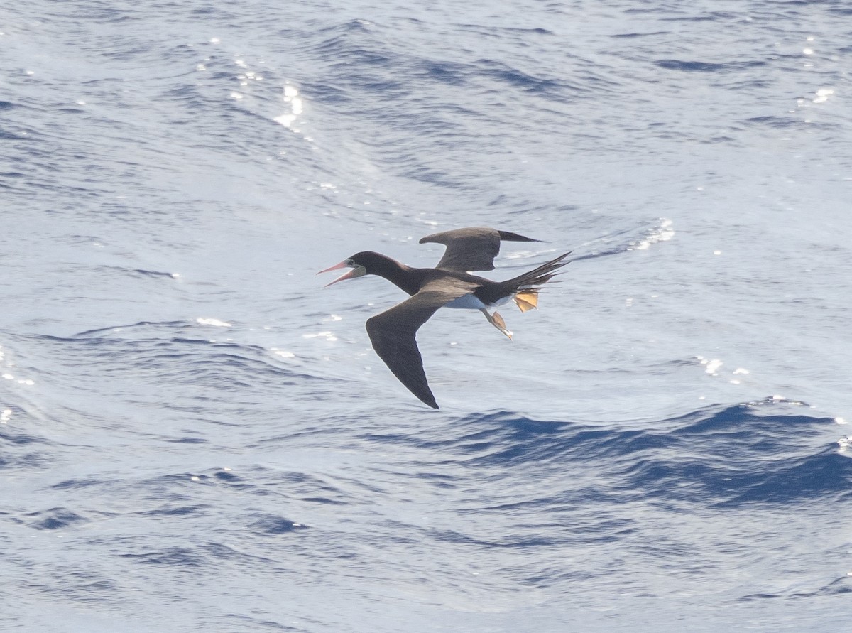 白腹鰹鳥 - ML646401477