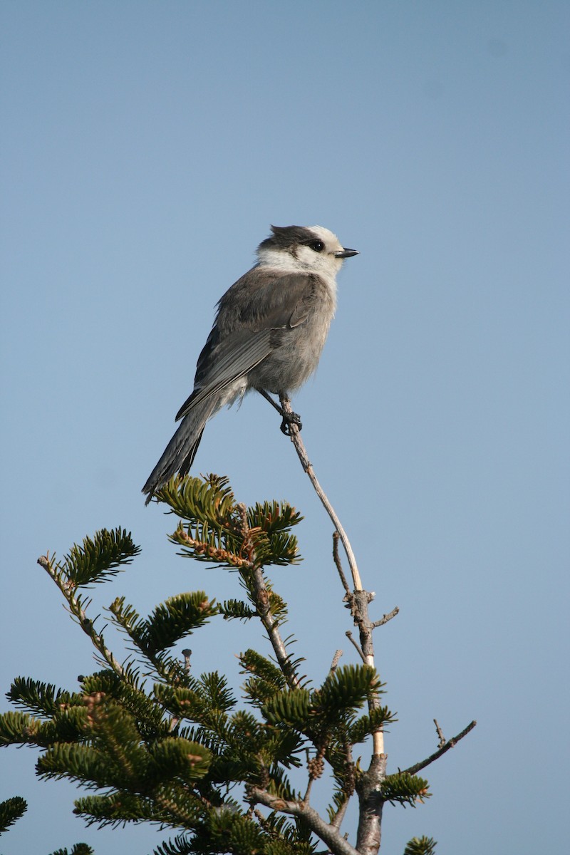 Canada Jay - ML646401478