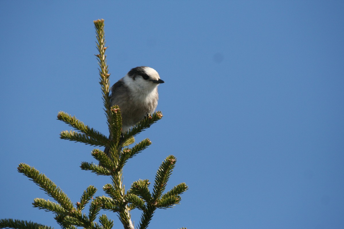 Canada Jay - ML646401479