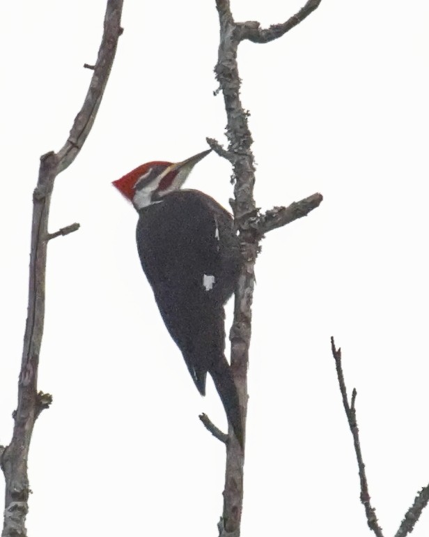 Pileated Woodpecker - ML646401483