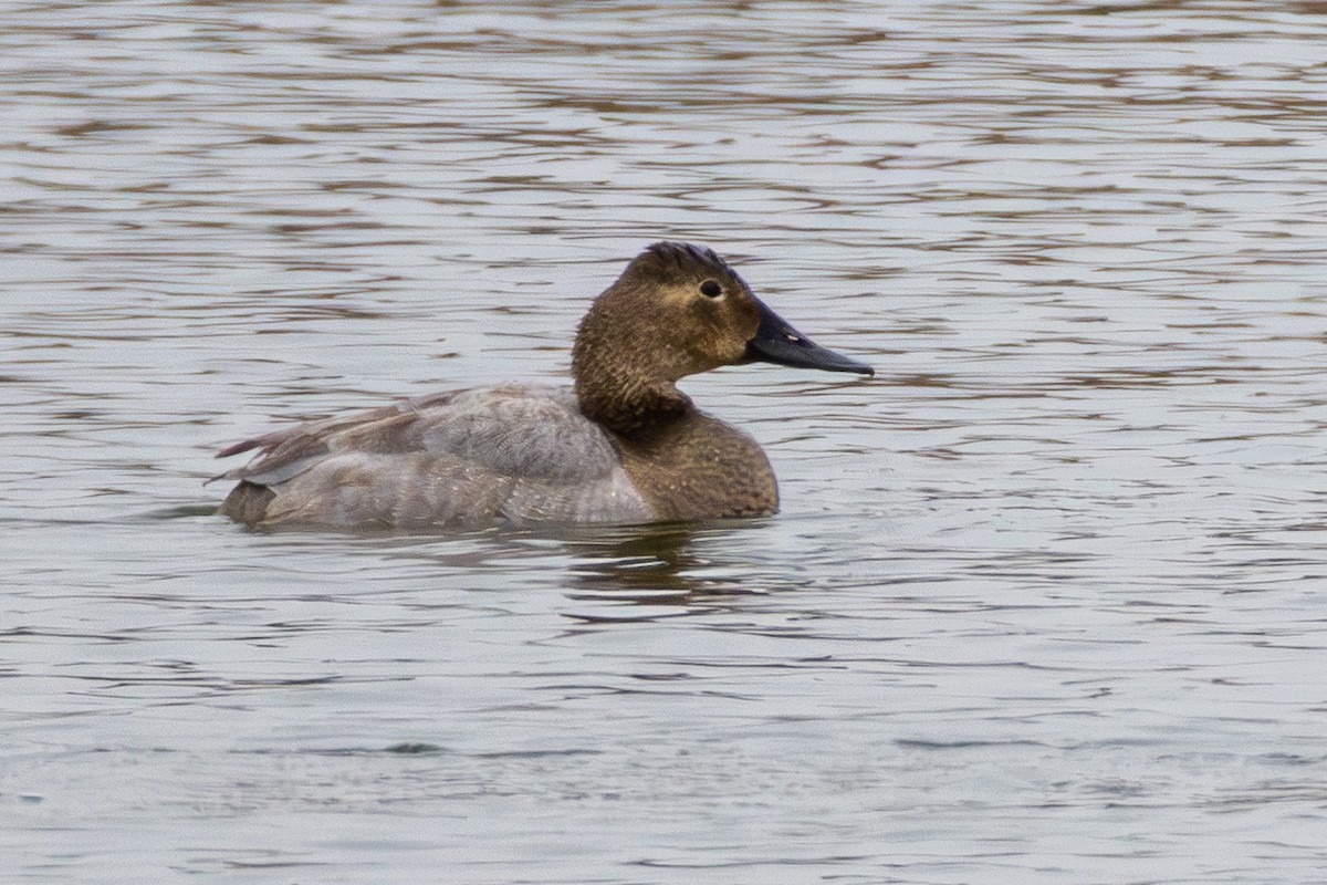 Canvasback - ML646401488