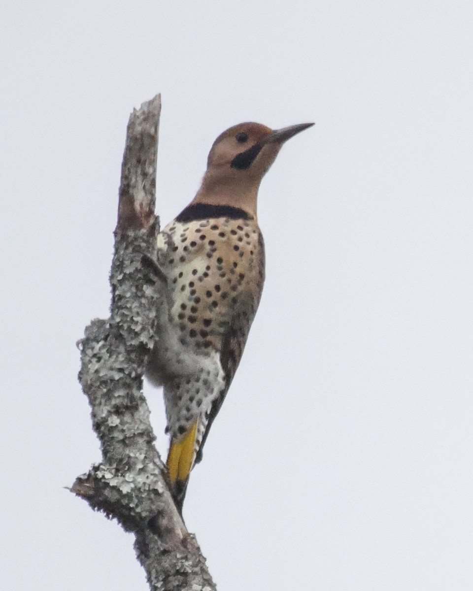 Northern Flicker - ML646401490